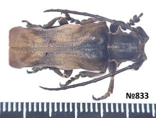 Coleoptera Cerambycidae Gen.  Sp.  Indonesia N.  Sumatra 25mm