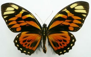 Papilio Zagreus Batesi Male From Dept.  Loreto,  Peru