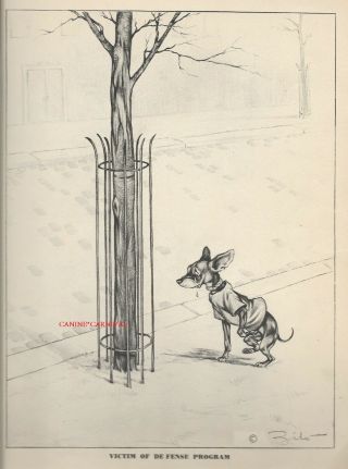 Funny Dog Print 1937 Manchester Terrier Bathroom Humor Zito Min Pin Pischer