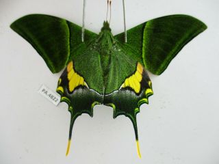 Pa4822.  Unmounted Butterflies: Teinopalpus Imperialis.  North Vietnam.  Yen Bai