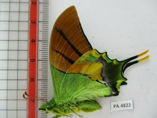 PA4822.  Unmounted butterflies: Teinopalpus imperialis.  North Vietnam.  Yen Bai 2