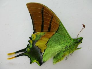 PA4822.  Unmounted butterflies: Teinopalpus imperialis.  North Vietnam.  Yen Bai 3