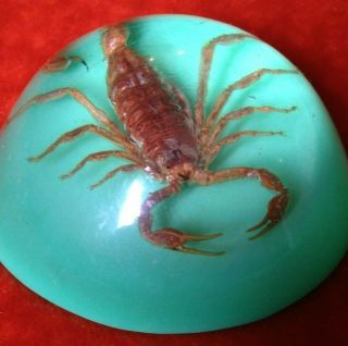 Vintage Real Scorpion Insect In Clear Lucite Dome Paperweight Specimen 2.  5 Inch