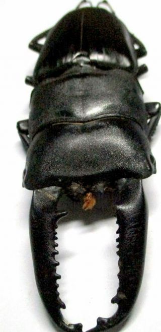 N001 Lucanidae: Dorcus Titanus Palawanicus Male 91.  5mm