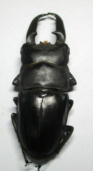 n001 Lucanidae: Dorcus titanus palawanicus male 91.  5mm 4