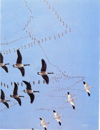 Greater White - Fronted Geese & Canada Geese Art Print Painted By John Dawson – Wa