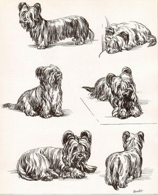 Dog Skye Terrier Dogs Sketched Views,  Art Print 1930s