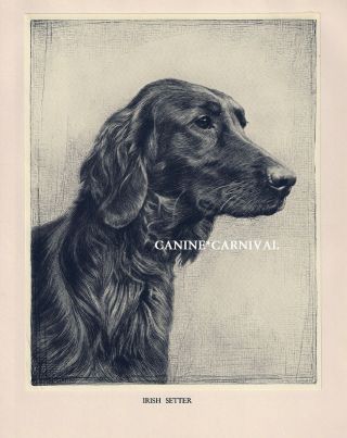 Scarce Art Dog Print 1935 Irish Setter Dog By Malcolm Nicholson Gorgeous