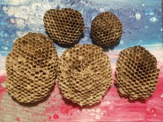 5 Wasp Nest 4 ",  4 1/2 ",  3 ",  2 1/2 ",  2 ",  Paper Wasp Hornet Yellow Jacket Hive Bee