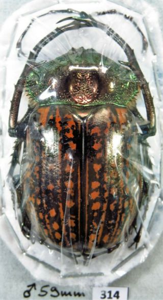 Unmounted Beetle Euchiridae Cheirotonus Gestroi 59 Mm Laos