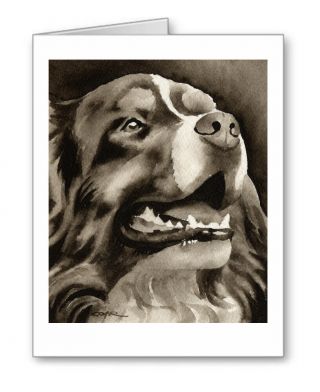 Bernese Mountain Dog Note Cards By Watercolor Artist Dj Rogers