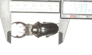 Lucanidae Lucanus Furcifer 59mm S.  W.  Tibet