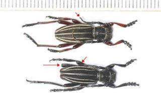Cerambycidae Cerambycinae Eodorcadion Sp.  N.  W.  China