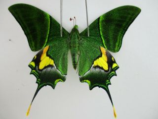 Pa4812.  Unmounted Butterflies: Teinopalpus Imperialis.  North Vietnam.  Yen Bai
