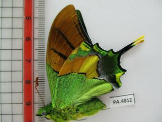 PA4812.  Unmounted butterflies: Teinopalpus imperialis.  North Vietnam.  Yen Bai 2