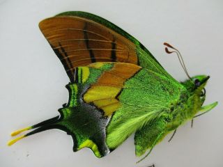 PA4812.  Unmounted butterflies: Teinopalpus imperialis.  North Vietnam.  Yen Bai 3