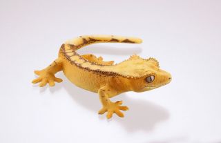 Kaiyodo Capsule Museum Q Gecko Part 2 Yellow Crested Gecko Lizard Figure