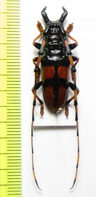 Cerambycidae,  Trachyderes Mandibularis,  Usa