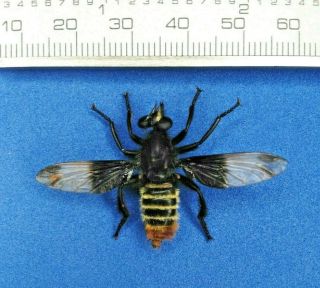 Diptera Tabanidae Asilidae Xl From - Peru