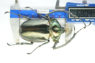 B18467– Euchirinae Cheirotonus Ps.  Beetles,  Insects Tay Giang Vietnam 68mm