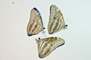 3 Morpho Adonis In A1