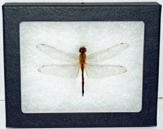 Real Framed Dragonfly Sympetrum Vicinum " Autumn Meadowhawk " In Riker Mount