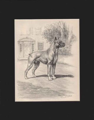 Boxer Dog Print By Edwin Megargee Lg 11x14 " Matted