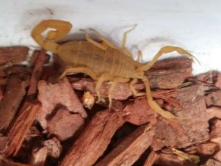 Live 2 Scorpions Arizona Bark Scorpion Large Male Paired With Female