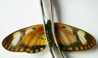 Acraea Sp.  From Ethiopia