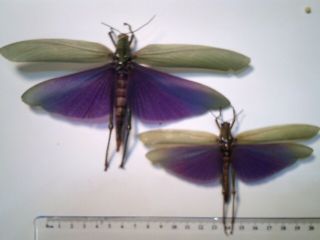 Real Butterfly/insect/moth Set/spread B4762 Rare Purple Titanacris Albipes Pair