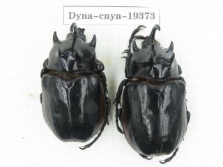 Beetle.  Eupatorus Sp.  China,  Yunnan,  Nujiang,  Lushui.  2m.  19373.