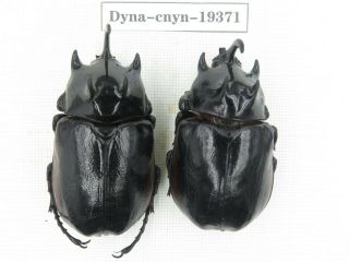 Beetle.  Eupatorus Sp.  China,  Yunnan,  Nujiang,  Lushui.  2m.  19371.