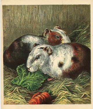 Guinea Pigs With Cabbage Carrot Pet Animal Antique Lithograph 1886 Harrison Weir