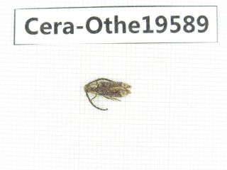 Beetle.  Cerambycidae Sp.  China,  Guangxi,  Baise,  Leye.  1pcs.  19589.