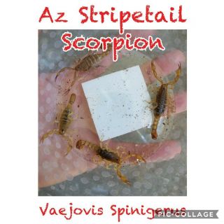1×☆vaejovis Spinigerus☆adult Female Scorpion☆arachnid☆invertabrate - Vivarium - Bug