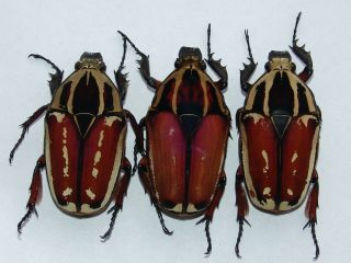Mecynorrhina Ugandensis Females 53mm,  55mm,  52mm
