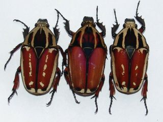 Mecynorrhina ugandensis females 53mm,  55mm,  52mm 2