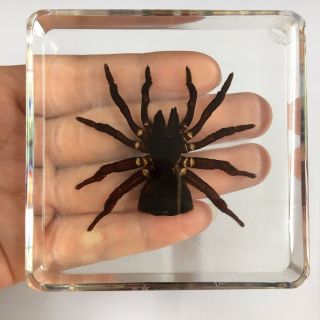 Rare Education Insect Specimen - Torch Spider (cyclocosmia Fricketti) Child Gift