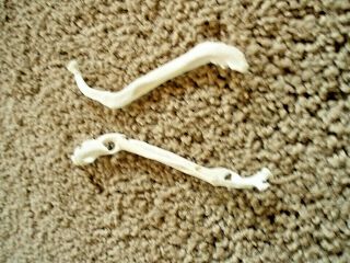 2 Real Freaky Raccoon Baculum Penis Oddity Gag Gift Toothpick Dick Cancer?? 1