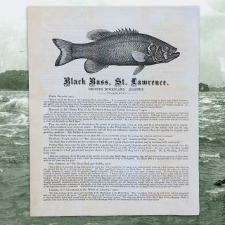 1880s Advertisement Handbill For A Fish … That 