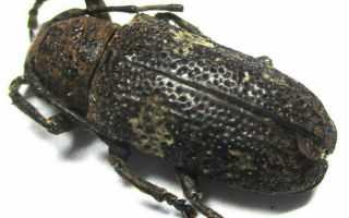 D008 Cerambycidae Species? 16.  5mm