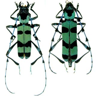Insect - Rosalia Lameeri - Yun - Nan,  China - Pair 25 27mm.