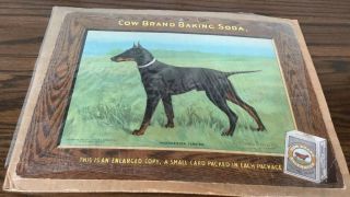 Manchester Terrier Dog 1910 Color Litho Advertising Sign: Cow Brand Baking Soda.