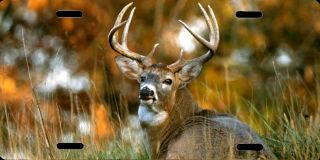 Deer Buck Hunting Colorful Auto License Plate 12 " X6 " Quality Aluminum