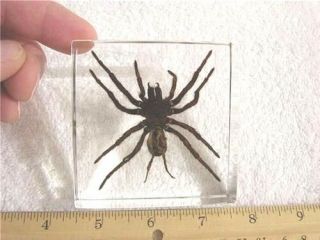 Spider In Acrylic Paperweight Bigger 3x3x1 Inch Real Golden Earth Tiger Spider