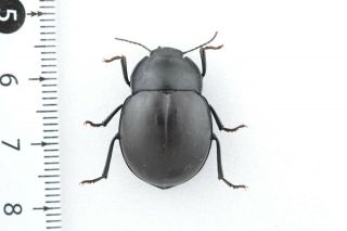 Beetle Tenebrionidae Sp2 Australia
