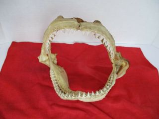 Shark Jaws Taxidermy,  Multiple Rows Of Teeth
