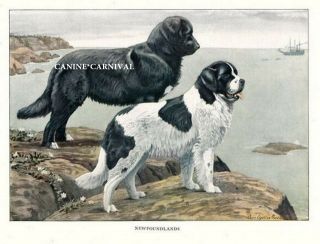 Awesome Vintage Antique Newfoundland Landseer Dogs Dog 1919 Rare Art Print