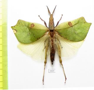 Orthoptera Sp. ,  Malaysia,  Pahang