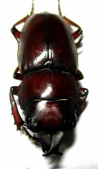 D003 Lucanidae: Prosopocoilus Julietae Male 24.  5mm